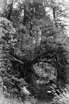 Wall Art - Photograph - Hobbit Hole in the Forest by Melany Sarafis