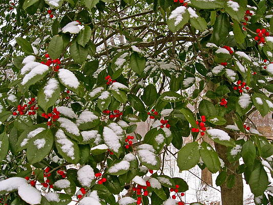 Holly - Winter by Felix Zapata Holly - Winter by Felix Zapata