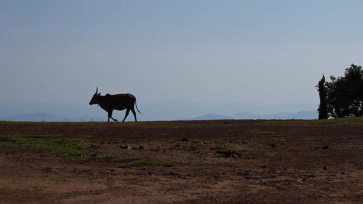 Wall Art - Photograph - Homeward bound by SAURAVphoto Online Store