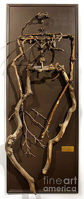 Wall Art - Sculpture - Homosycamorous OR We Evolved From Trees by Adam Long