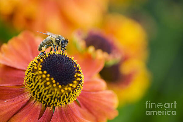 Wall Art - Photograph - Honey Bee on Helenium by Tim Gainey