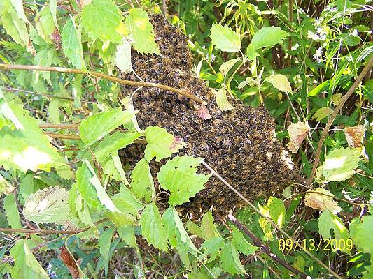 Honeybees Following The Queen by Margo Miller Honeybees Following The Queen by Margo Miller