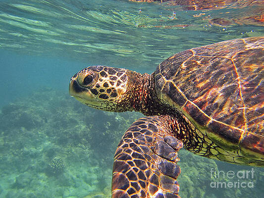 Honu Hello by Bette Phelan Honu Hello by Bette Phelan