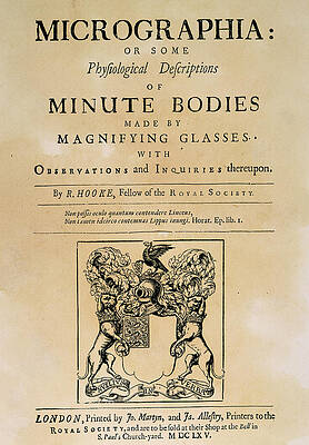 Wall Art - Drawing - Hooke's Micrographia by Granger