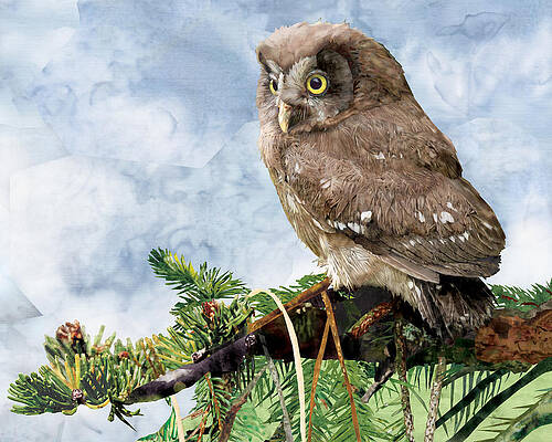 Hootie on Pine by Robin Morgan Hootie on Pine by Robin Morgan