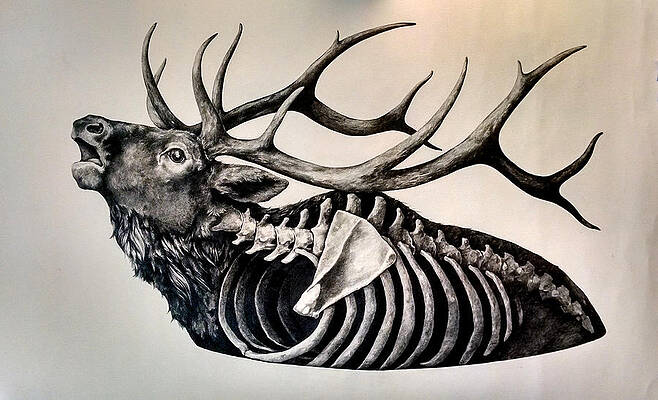 Animal Skeleton Drawings (Page #2 of 4) - Fine Art America