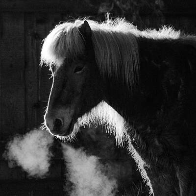 Wall Art - Photograph - Horse in black and white square format by Matthias Hauser