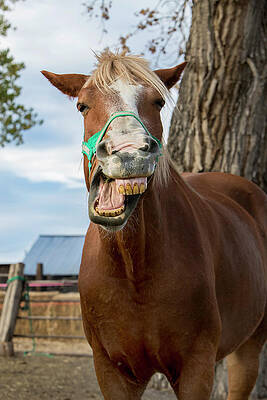 Wall Art - Photograph - Horse Making Funny Face While Yawning by Alexandra Simone