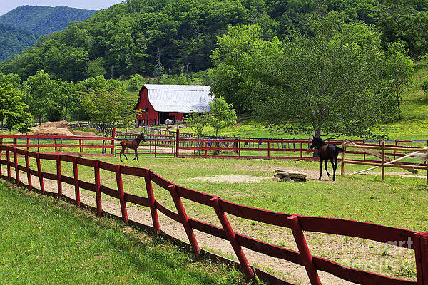 Wall Art - Photograph - Horse Ranch with Colts by Jill Lang