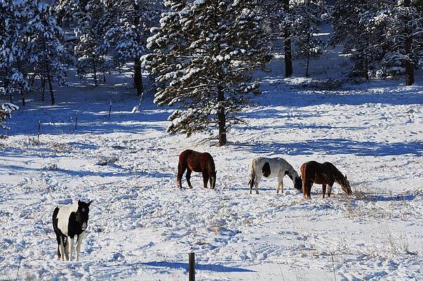Horses in Snow by Mike Helland Horses in Snow by Mike Helland