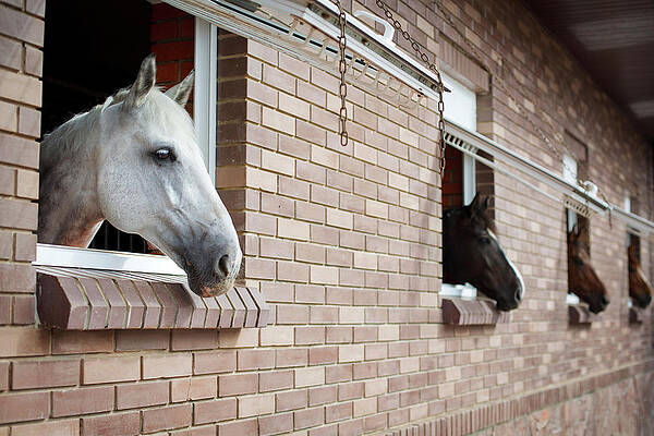 Wall Art - Photograph - Horses Looking From The Windows Of A by O sa