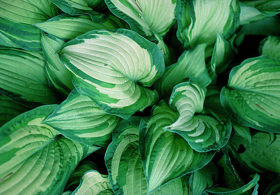 Wall Art - Photograph - Hosta (hosta 'gold Standard') Leaves by Science Photo Library