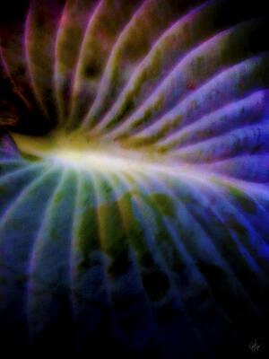 hosta leaf by Matthew Lindley hosta leaf by Matthew Lindley