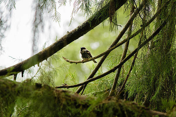 Wall Art - Photograph - House Sparrow by SAURAVphoto Online Store