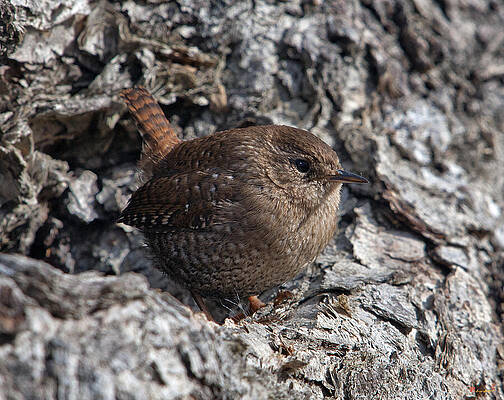Wall Art - Photograph - Winter Wren DSB188 by Gerry Gantt
