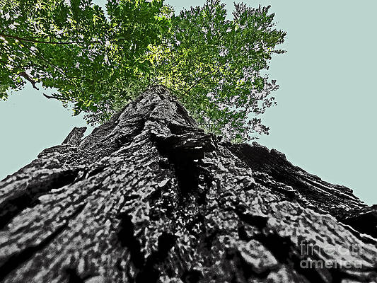 How a Chipmunk Sees a Tree by Dawn Gari