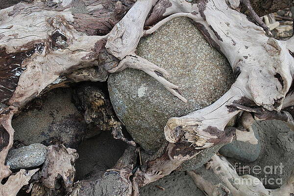  Photograph - How Did That Rock Get In That Tree? by Meral Dabcovich