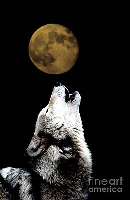 Wall Art - Photograph - Howling at the Moon by Nick Gustafson