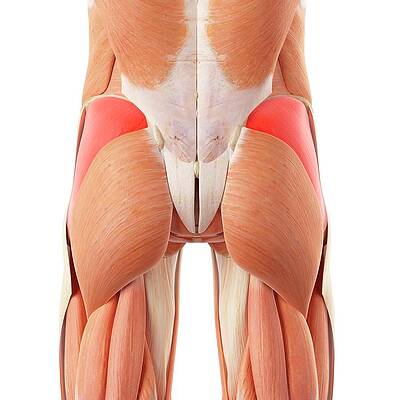 Woman's Buttocks Photograph by Ian Hooton/science Photo Library - Pixels