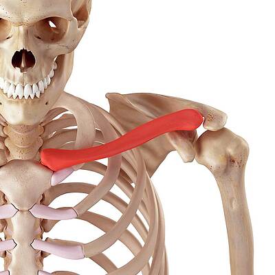 Wall Art - Photograph - Human Clavicle by Science Photo Library
