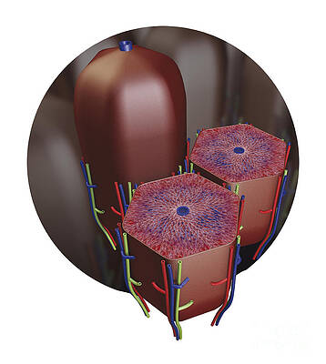 Wall Art - Photograph - Human Liver Lobules, Cross-section by Dorling Kindersley