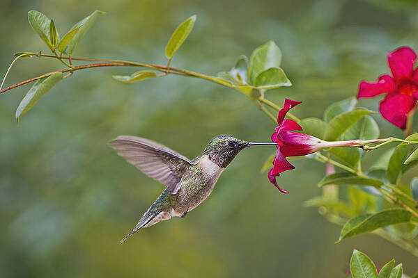 Mandevilla Photographs Fine Art America