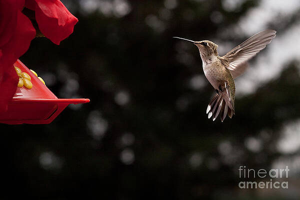 Hummingbird at Feeder by Cindy Singleton Hummingbird at Feeder by Cindy Singleton