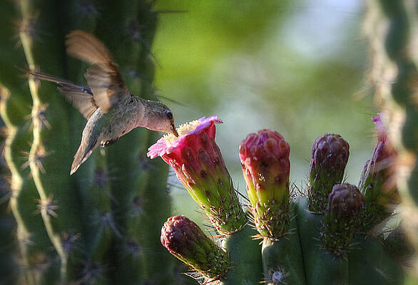 Hummingbird Breakfast Southwest Style by Saija Lehtonen Hummingbird Breakfast Southwest Style by Saija Lehtonen