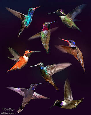 Hummingbird Collage2 by David Salter Hummingbird Collage2 by David Salter