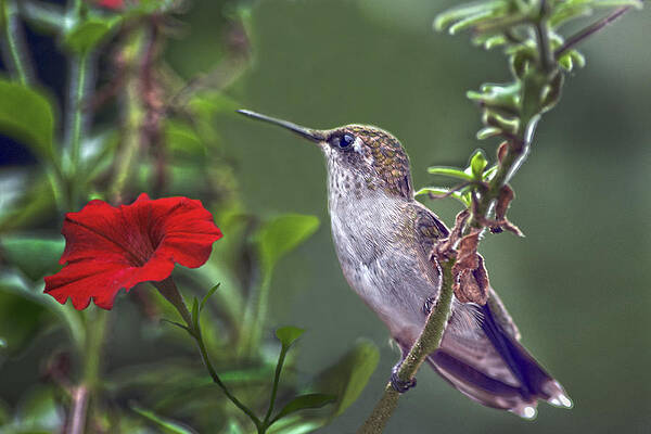 Hummingbird Delight by Sandi OReilly Hummingbird Delight by Sandi OReilly