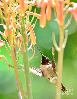 Hummingbird Dreams as Beating to Aloe Blossoms by Wayne Nielsen Hummingbird Dreams as Beating to Aloe Blossoms by Wayne Nielsen