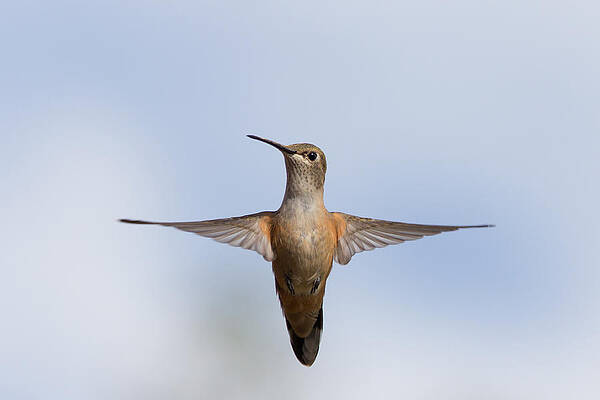 Hummingbird frozen in flight by Tony Hake Hummingbird frozen in flight by Tony Hake