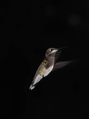 Hummingbird Hovering by Billy Griffis Jr Hummingbird Hovering by Billy Griffis Jr