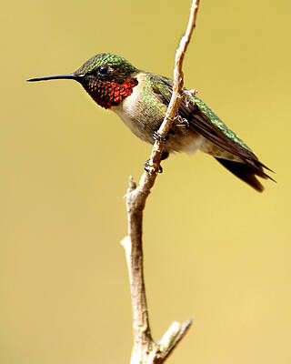 Hummingbird Resting by J Brett Whitesell