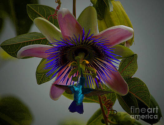 hummingbird with passion by John Kolenberg hummingbird with passion by John Kolenberg
