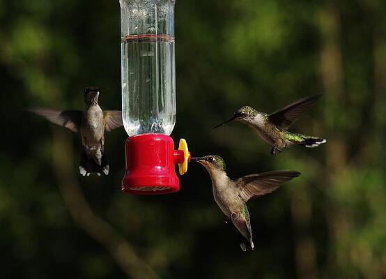 Hummingbirds by Billy Griffis Jr Hummingbirds by Billy Griffis Jr