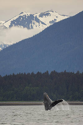 Humpback Whale in Alaska 73A6815 by David Orias Humpback Whale in Alaska 73A6815 by David Orias