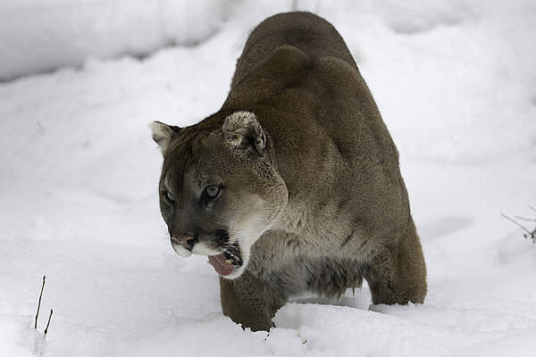 Hungry by David Barker Hungry by David Barker
