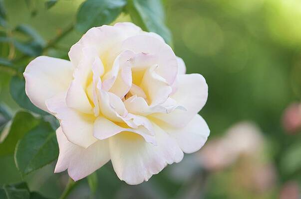 Wall Art - Photograph - Hybrid Climber Rose (rosa 'peace') by Science Photo Library