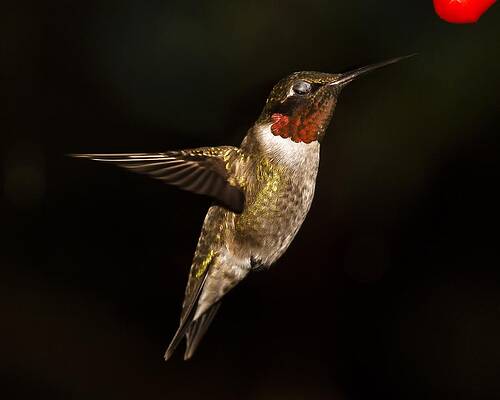 Wall Art - Photograph - I Can Sip With My Eyes Closed by Robert L Jackson