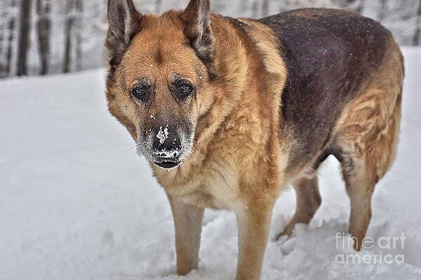I love the snow by Tabatha Knox