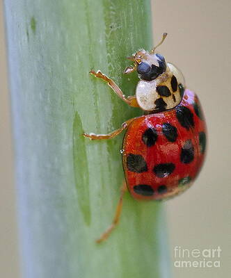 I Say Lady Bug Orange with Black Dots by Wayne Nielsen I Say Lady Bug Orange with Black Dots by Wayne Nielsen