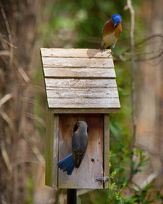 Wall Art - Photograph - I think I like this one honey. You have to see the inside by Robert L Jackson
