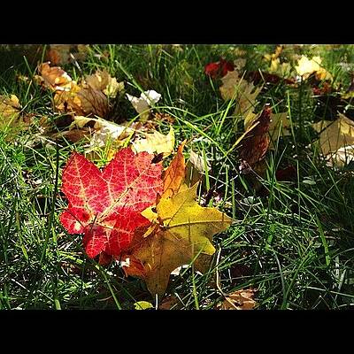 I Think I Might Need To Rake Soon :) by Craig Szymanski