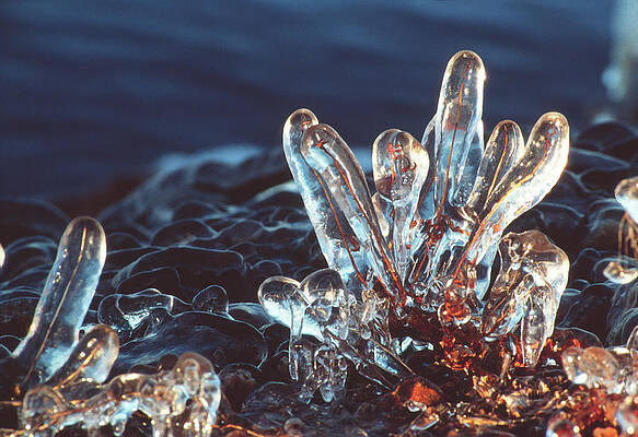 Wall Art - Photograph - Ice Around Twigs by Science Photo Library