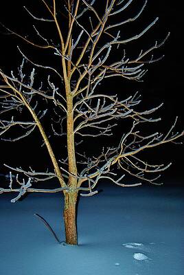 Ice Storm 2 by Susan Moore Ice Storm 2 by Susan Moore