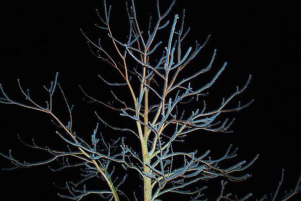 Ice Storm 3 by Susan Moore Ice Storm 3 by Susan Moore