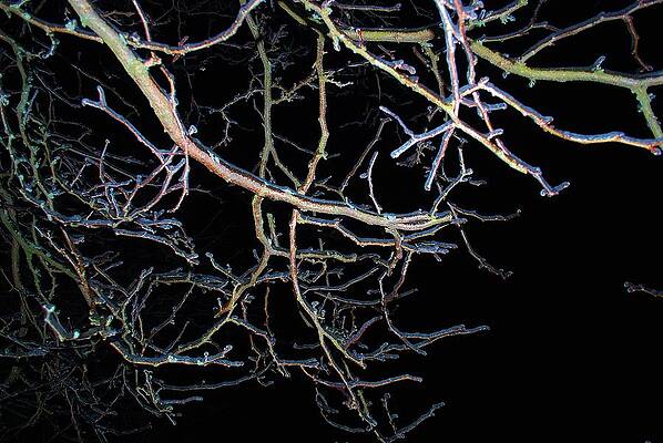 Ice Storm 4 by Susan Moore Ice Storm 4 by Susan Moore
