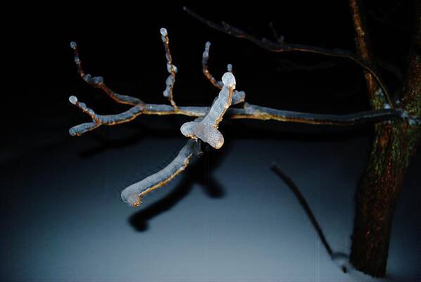 Ice Storm 7 by Susan Moore Ice Storm 7 by Susan Moore
