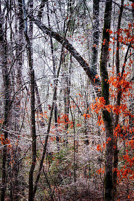 Wall Art - Photograph - Ice Trees by Daniel George